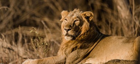 gir tour 3 days