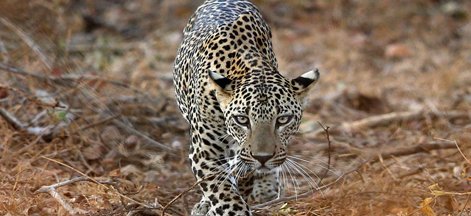 gir tour 3 days