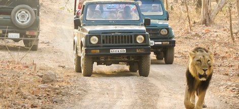 gir tour 3 days