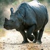 buffallo 1