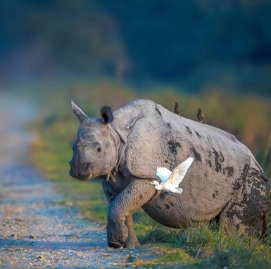 kaziranga tour 3d