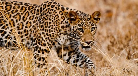 leopard