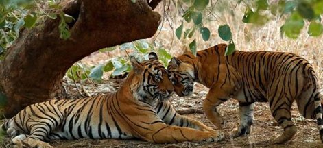 ranthambore tour