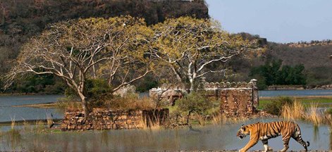 tiger ranthambore