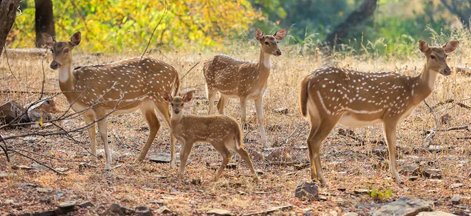 ranthambore deer