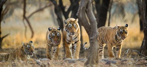 ranthambore tigers